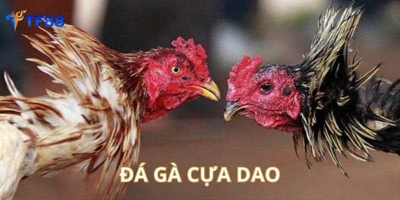 Đá gà trực tiếp TF88 cựa dao